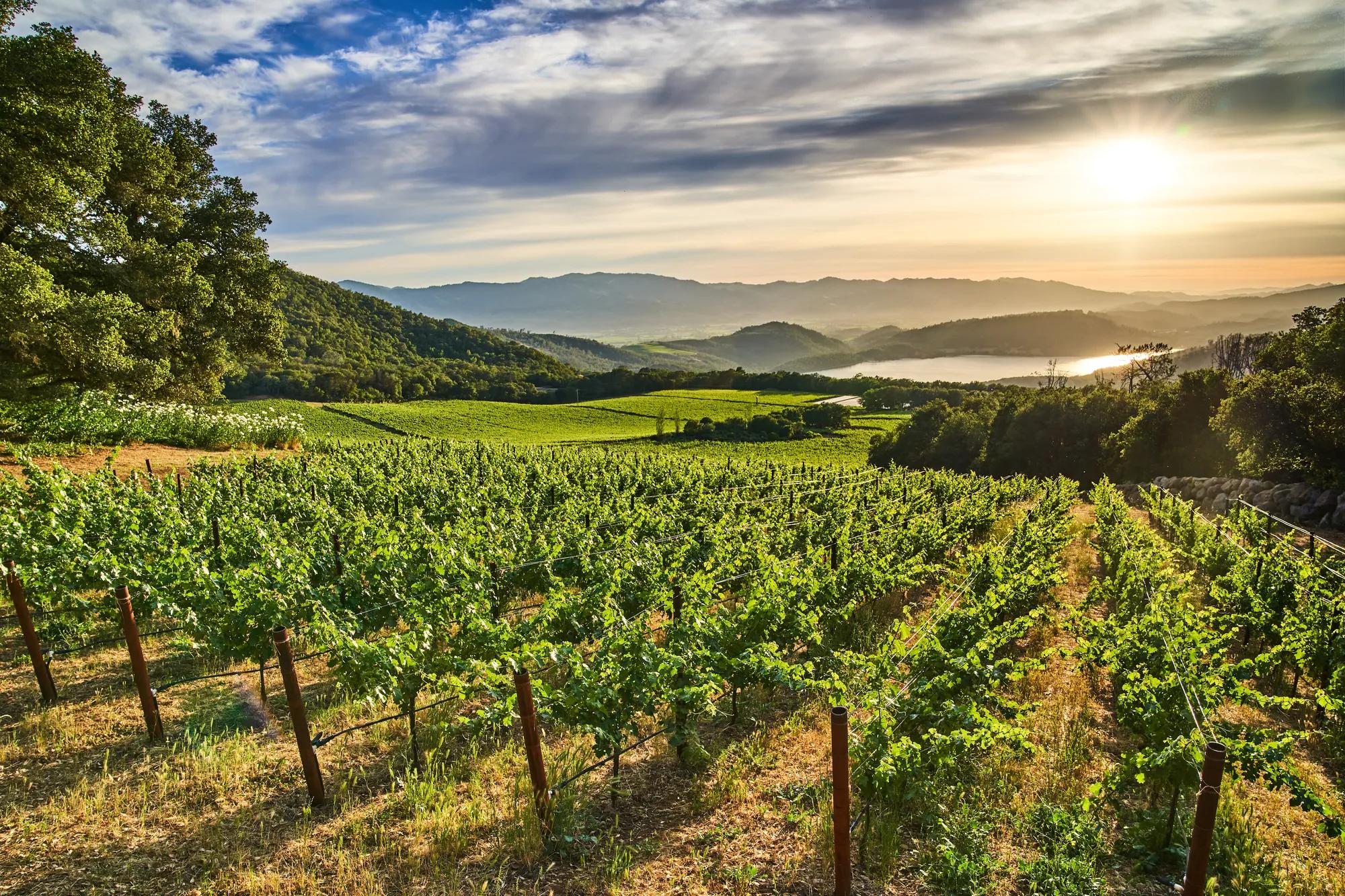 Beautiful view of the Napa Valley rolling hills covered in green grape vines from the Chappellet Winery