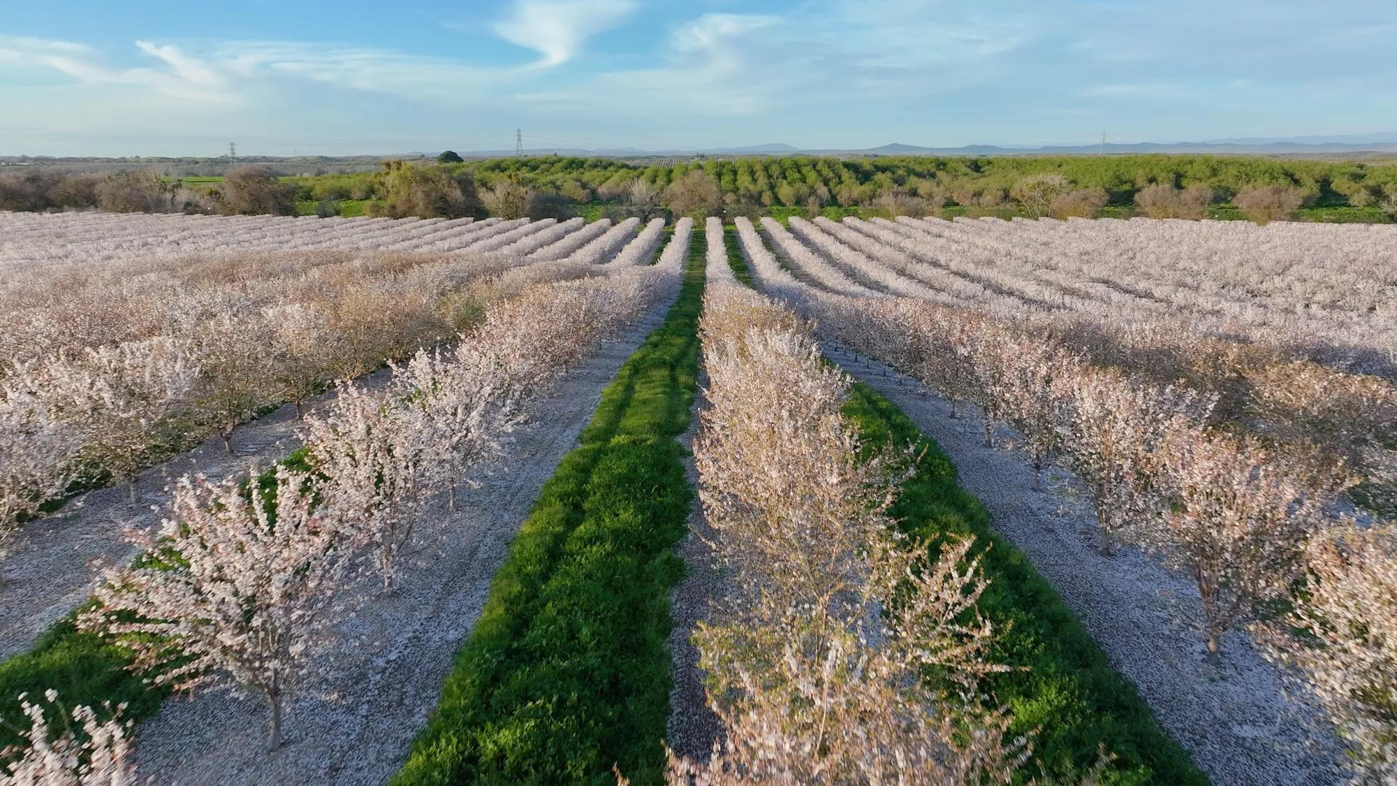 These assets were produced in collaboration with More Than Just Parks for the Rural Regional Marketing Program. They showcase the blooming almond blossoms and are representative of the Central Valley region.