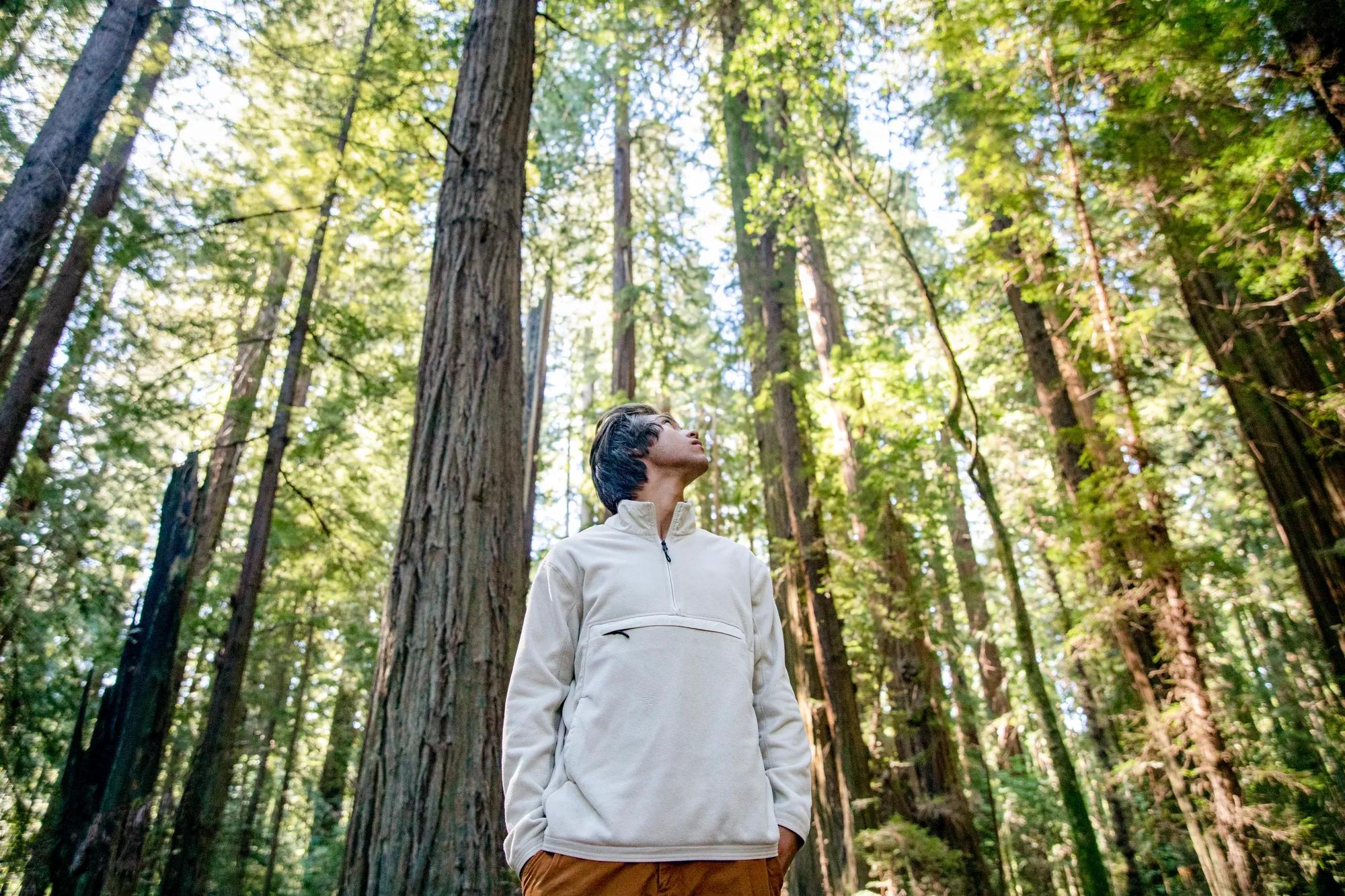 Massive Northern California Redwoods photographed in the morning.