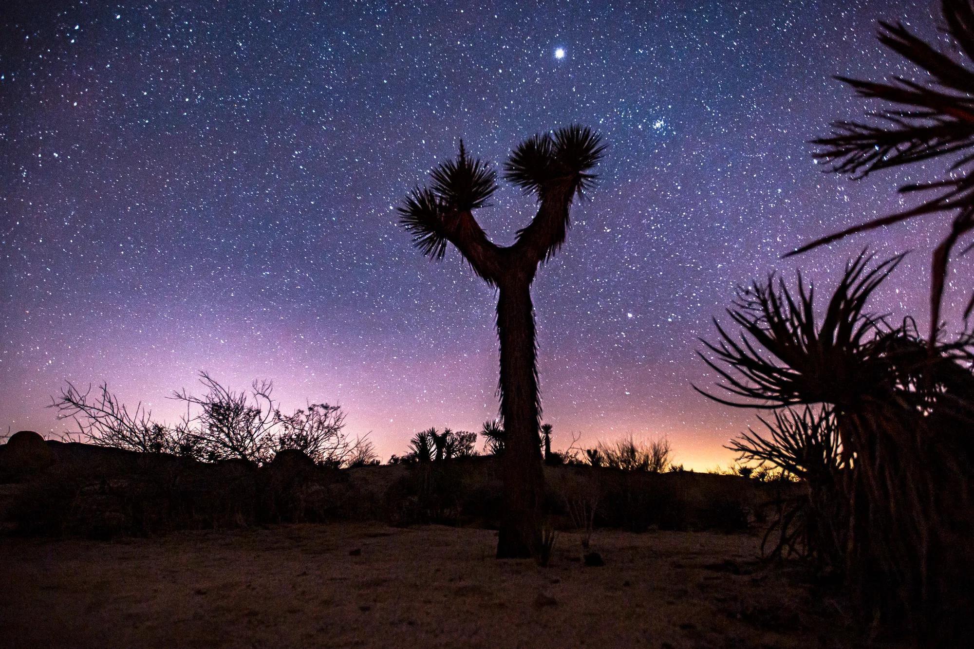 These assets were produced in collaboration with More Than Just Parks for the Rural Regional Marketing Program. They showcase a close up image of a Joshua Tree with a staryy night sky in background, located in Joshua Tree National Park and is representative of the Deserts and Inland Empire regions.