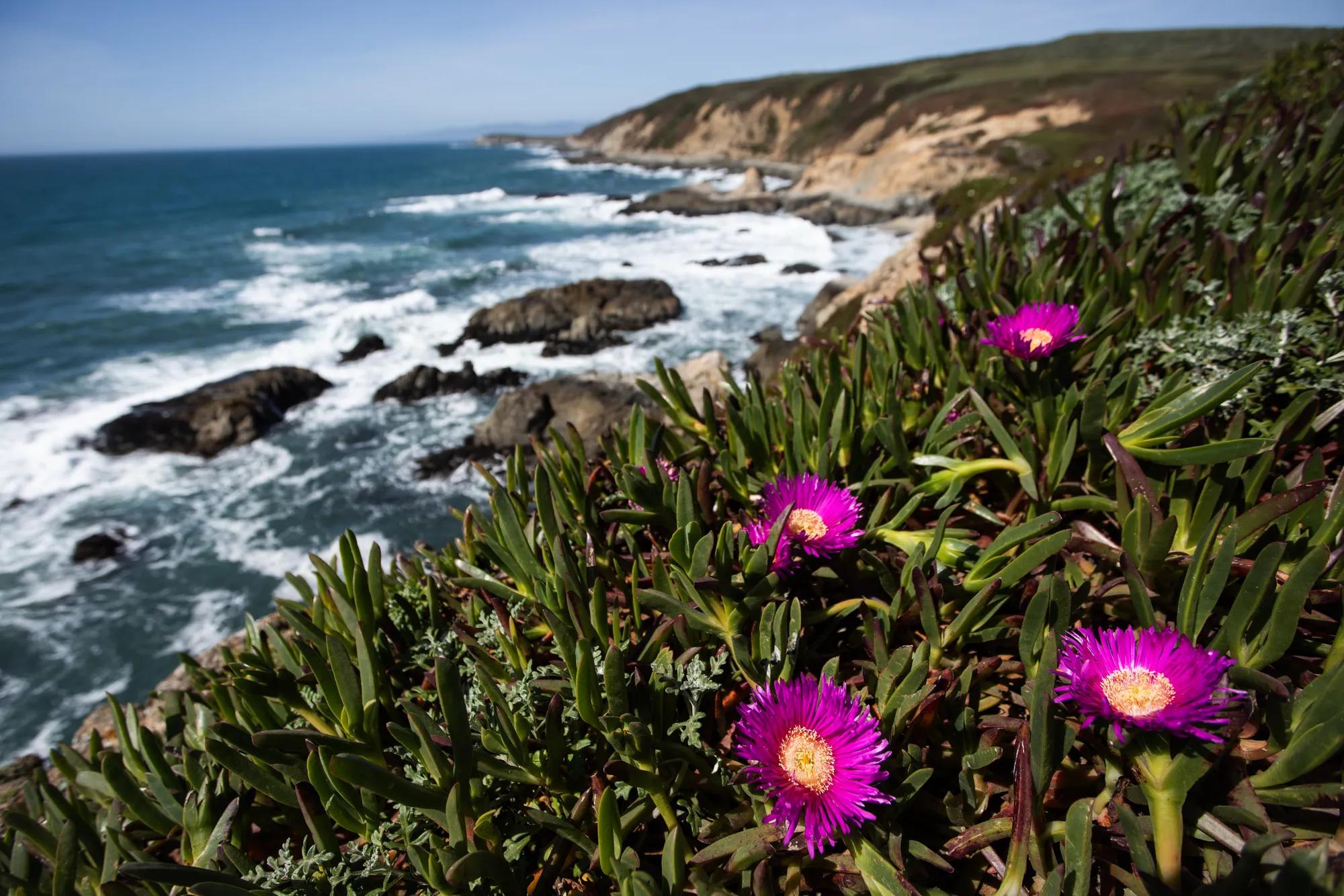 The Sonoma coast in Bodega Bay, California on April 9, 2024.