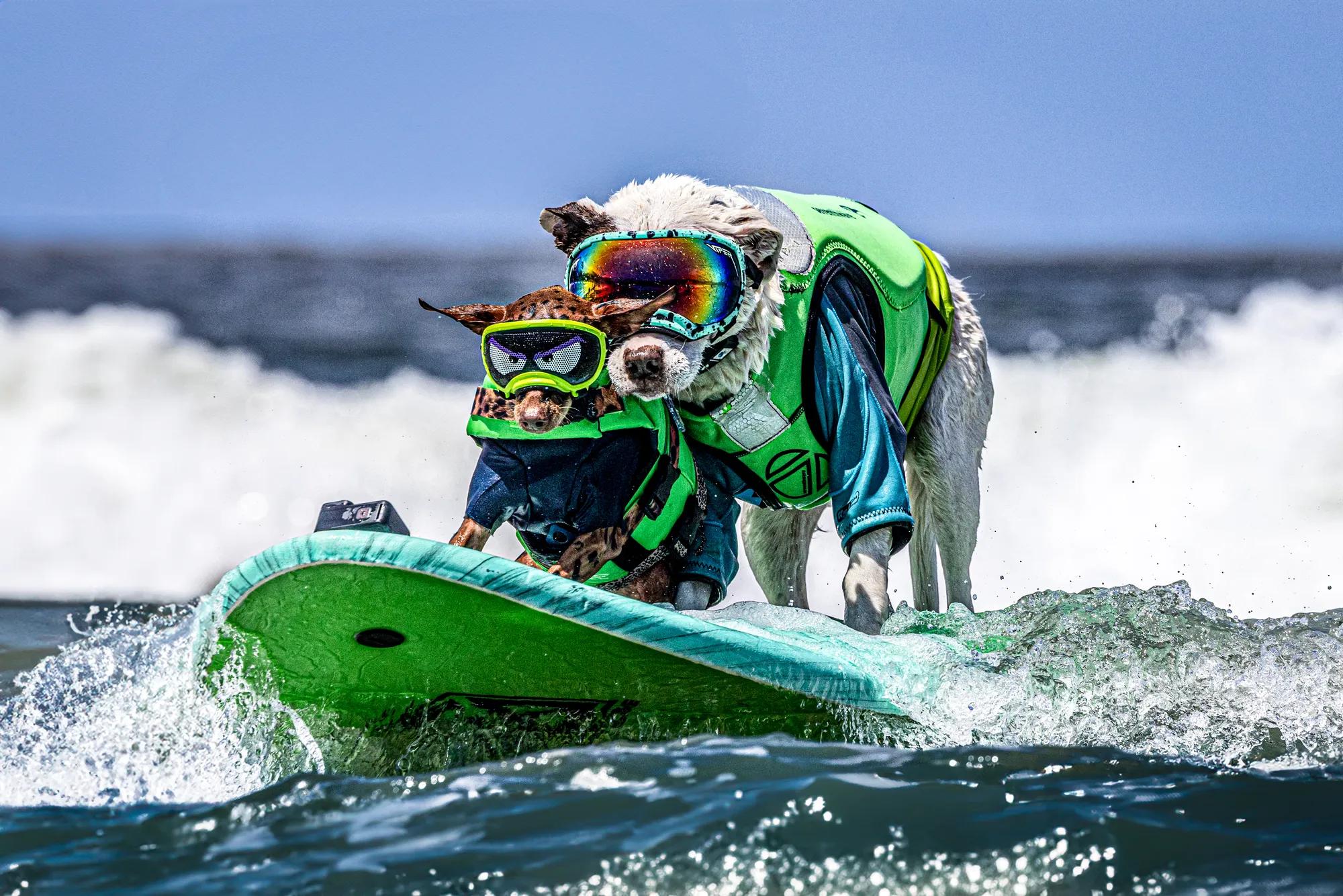 Story Idea submission of the World Dog Surfing Championship in the San Francisco Peninsula