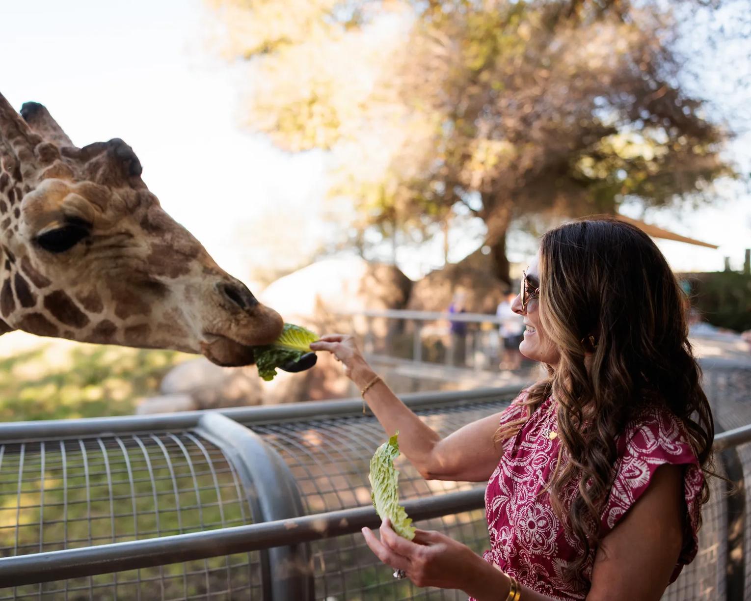 Giraffe feeding at the Living Desery Zoo and Gardens in Palm Springs.