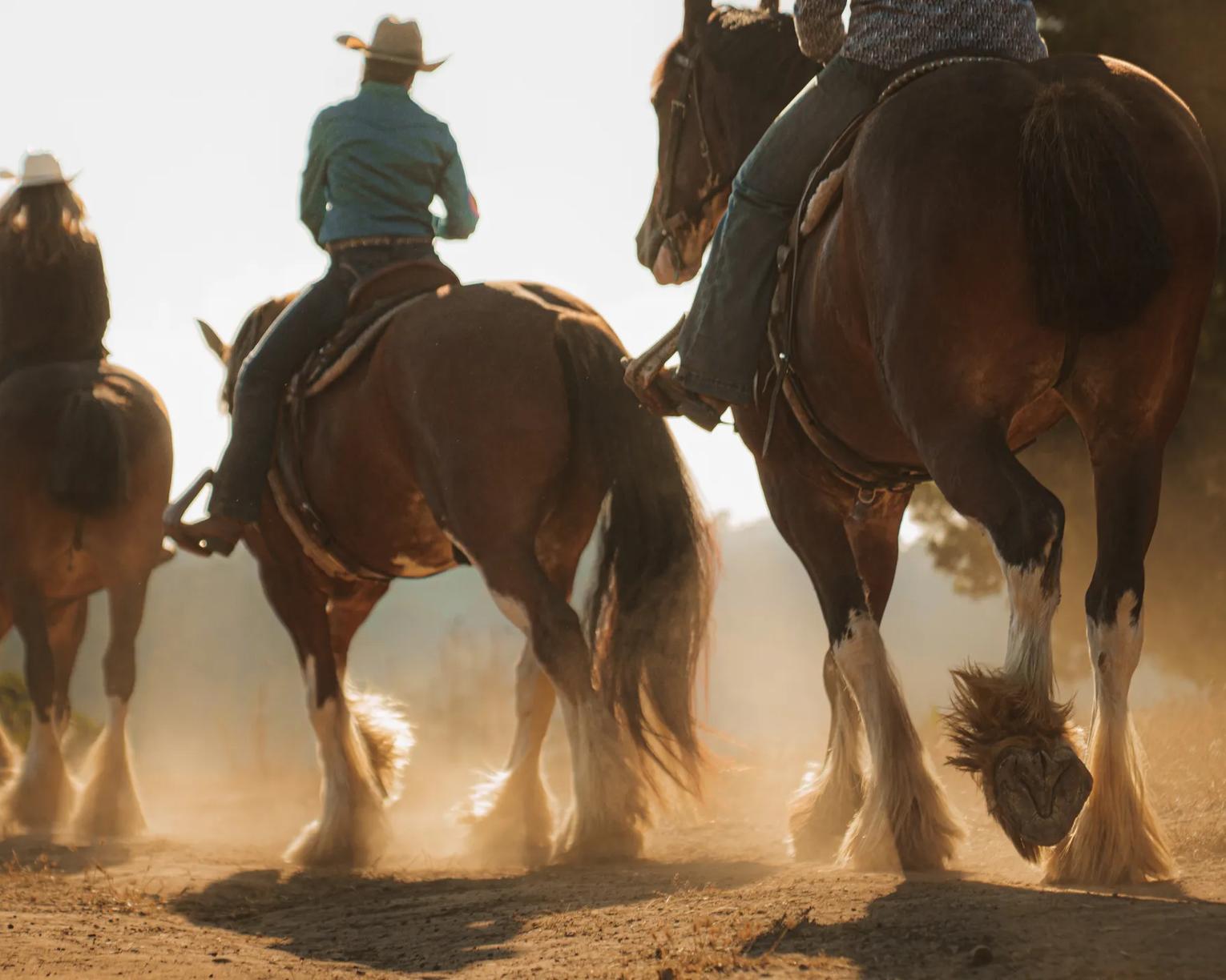 Story Idea submission of horse riders at Covell Clydesdale Ranch