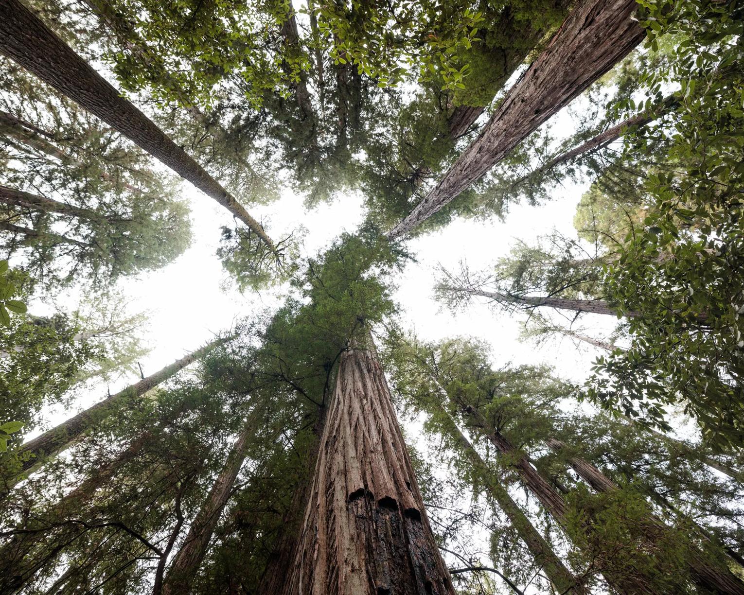 Hiking Armstrong Redwoods State Park in Guerneville, California on October 25, 2024.