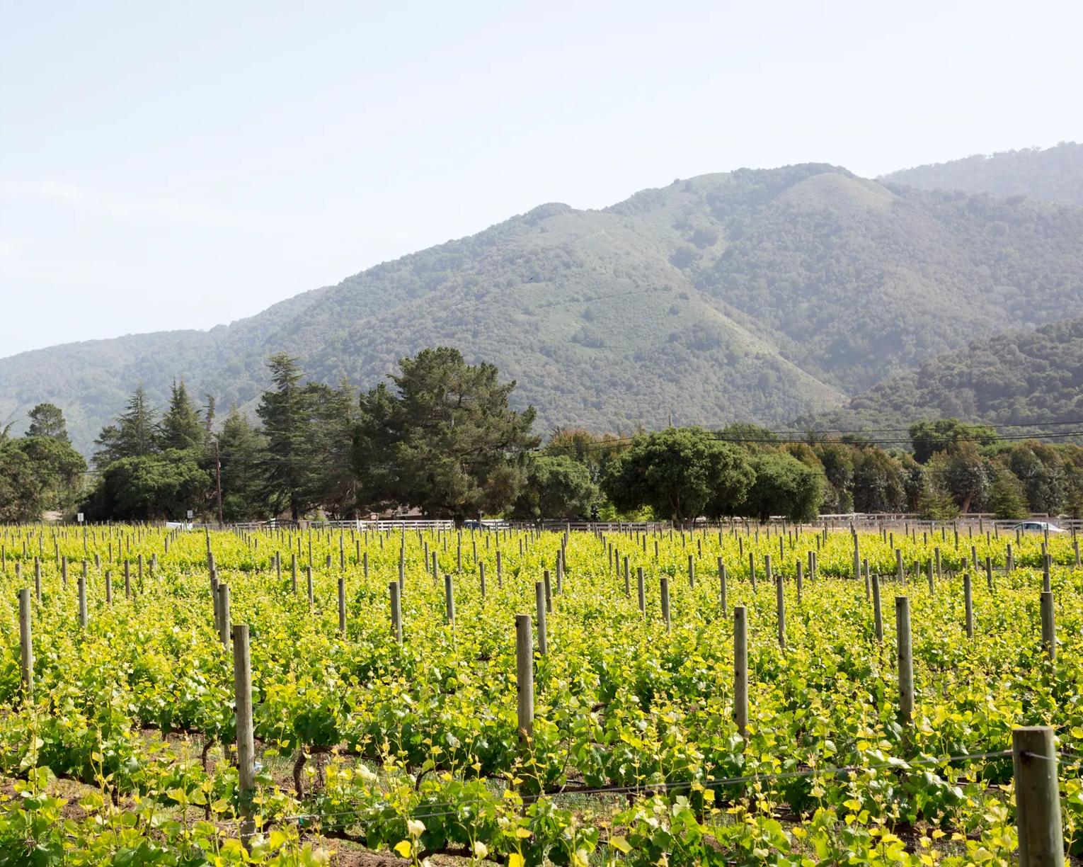 CarmelValley_Vineyards_2024_BernardusLodgeAndSpa