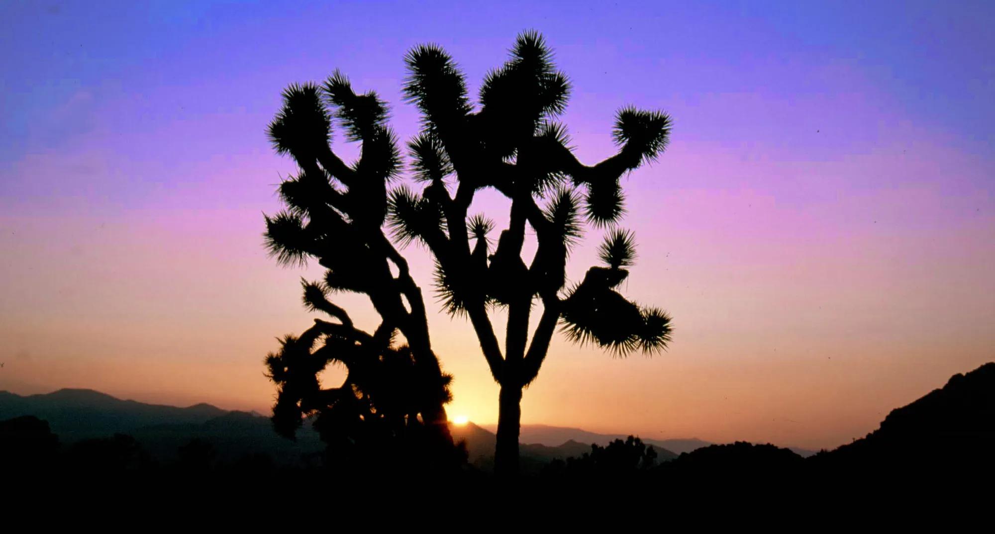Joshua Tree