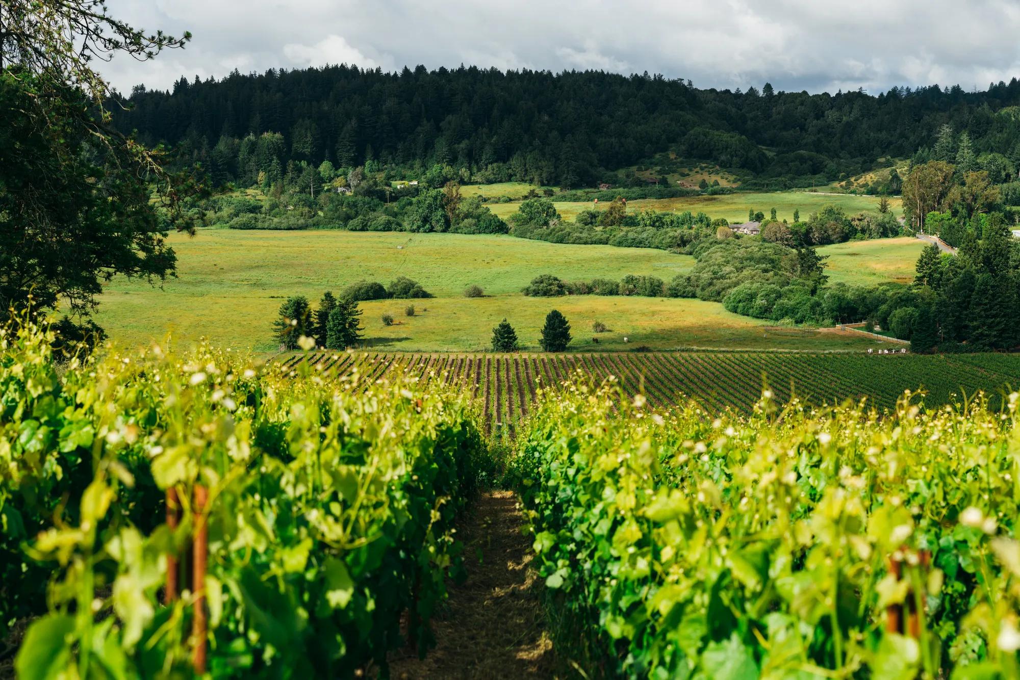 Napa
