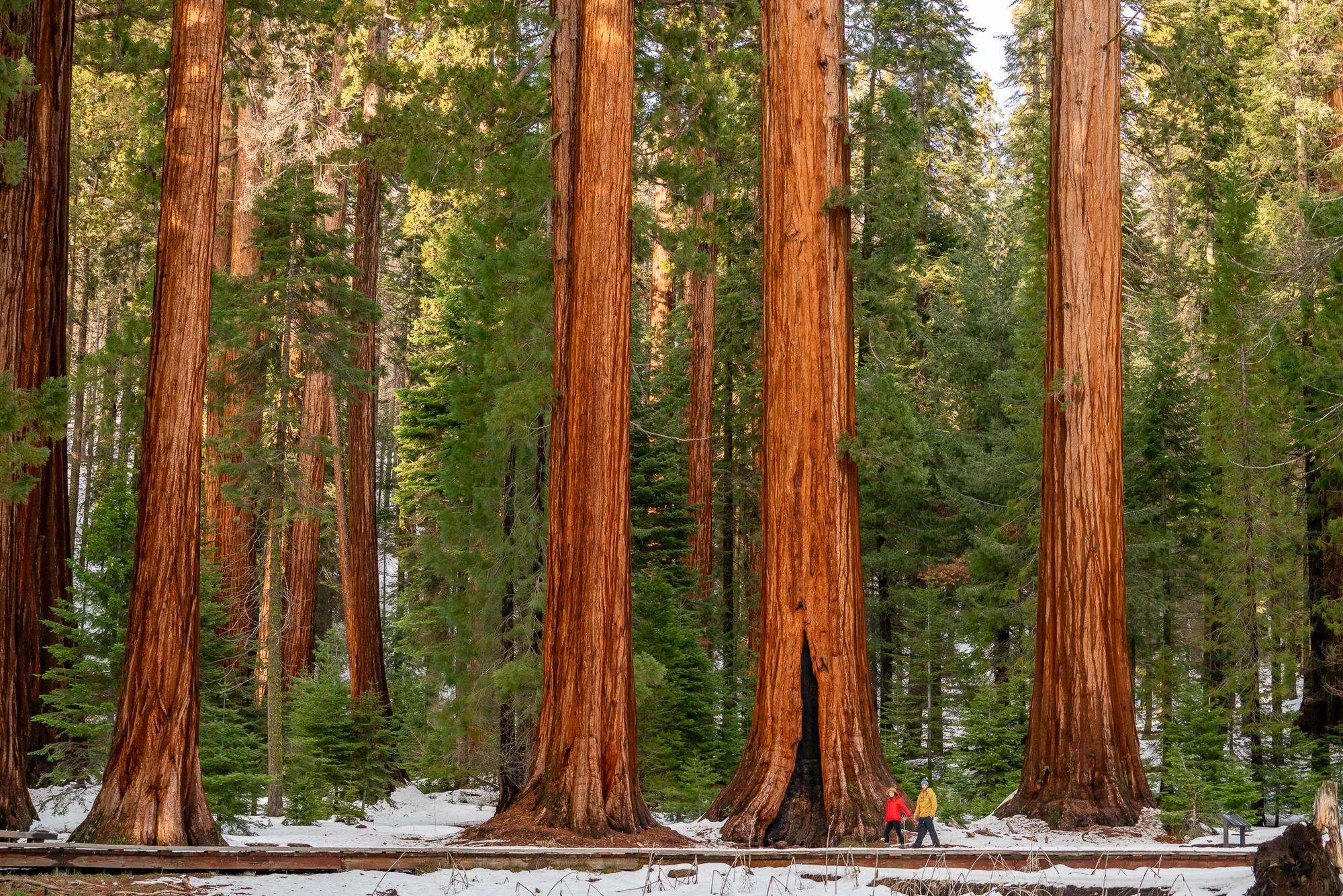 These assets were produced in collaboration with More Than Just Parks for the Rural Regional Marketing Program. They showcase Sequoia National Park and are representative of the High Sierra and Central Valley regions.