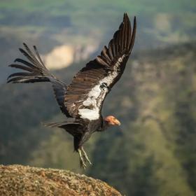 Story Idea submission of Pinnacles National Park, on California’s central coast. Visitors can hike to Bear Gulch Cave and Bear Gulch Resevoir.