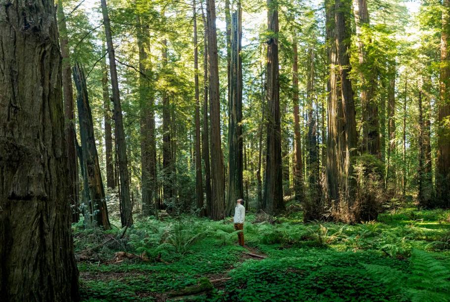 Massive Northern California Redwoods photographed in the morning.